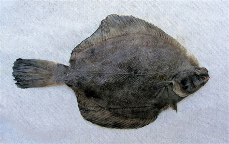 Occult righteye flounder